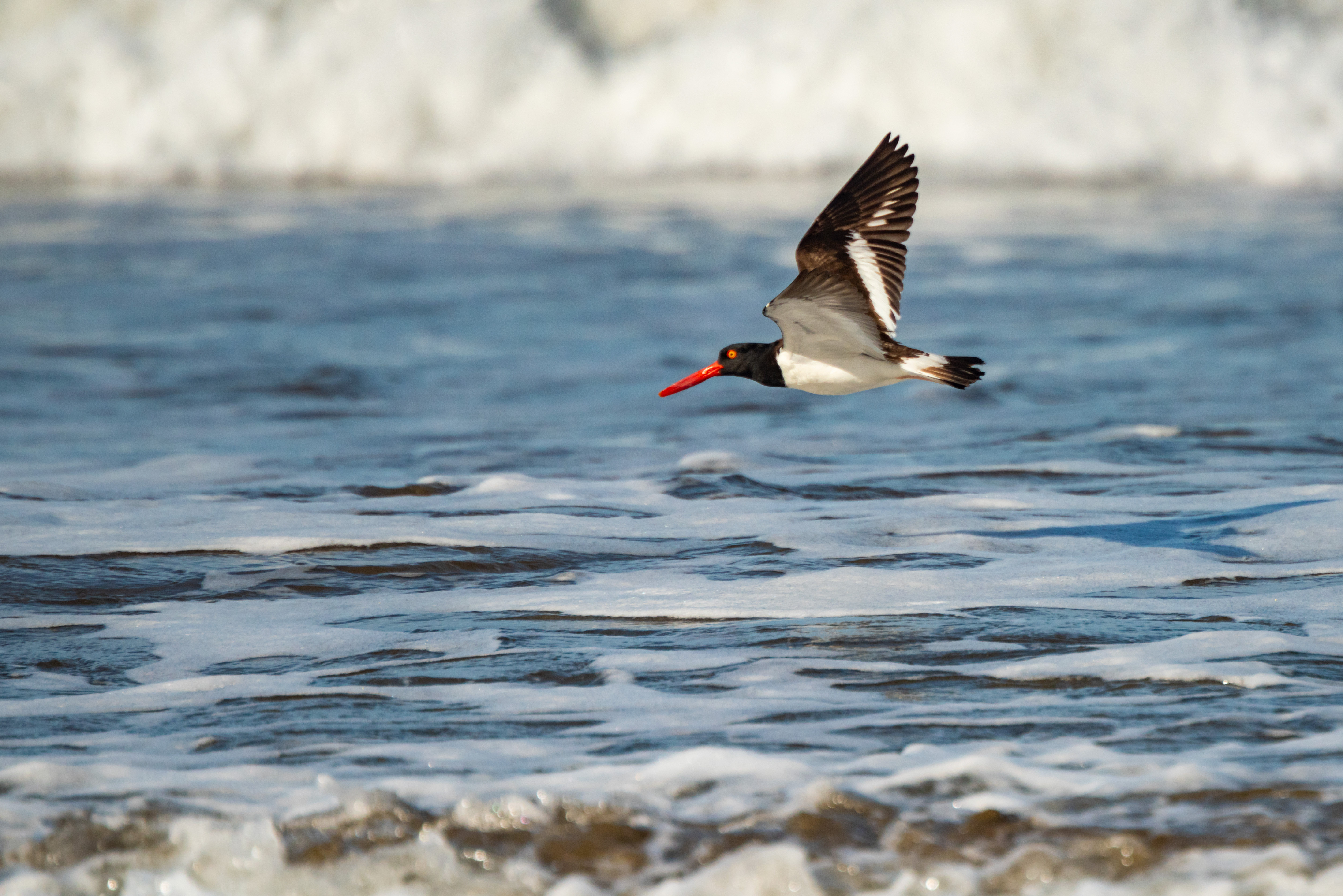 Costa Rica Wildlife Photography American Oystercatcher Haematopus palliatus Playa Arco Beach Uvita Marino Ballena National Park Pacific Coast of Costa Rica