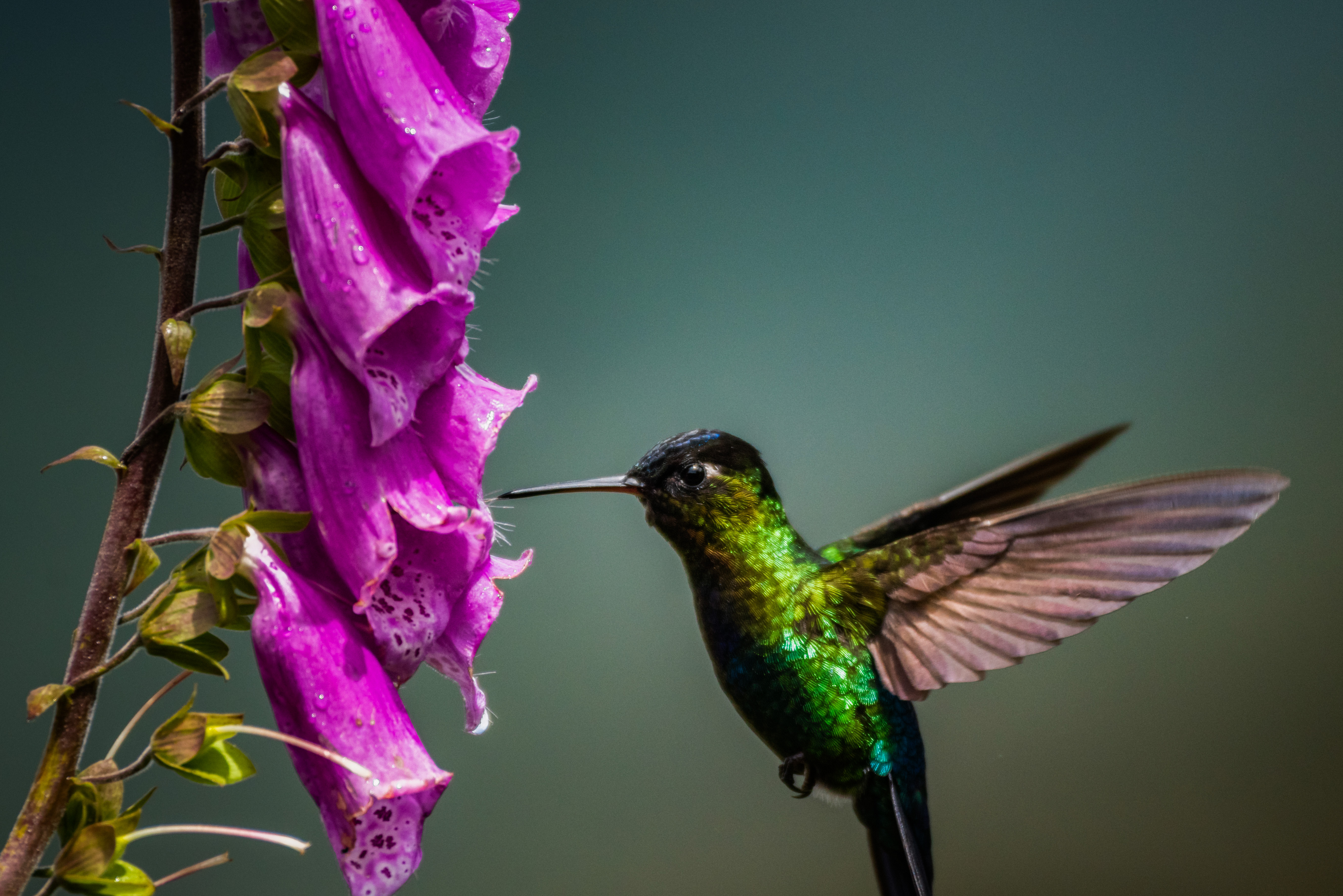Costa Rica Wildlife Photography Fiery throated Hummingbird Panterpe insignis San Gerardo de Dota San Jose Province Costa Rica 2