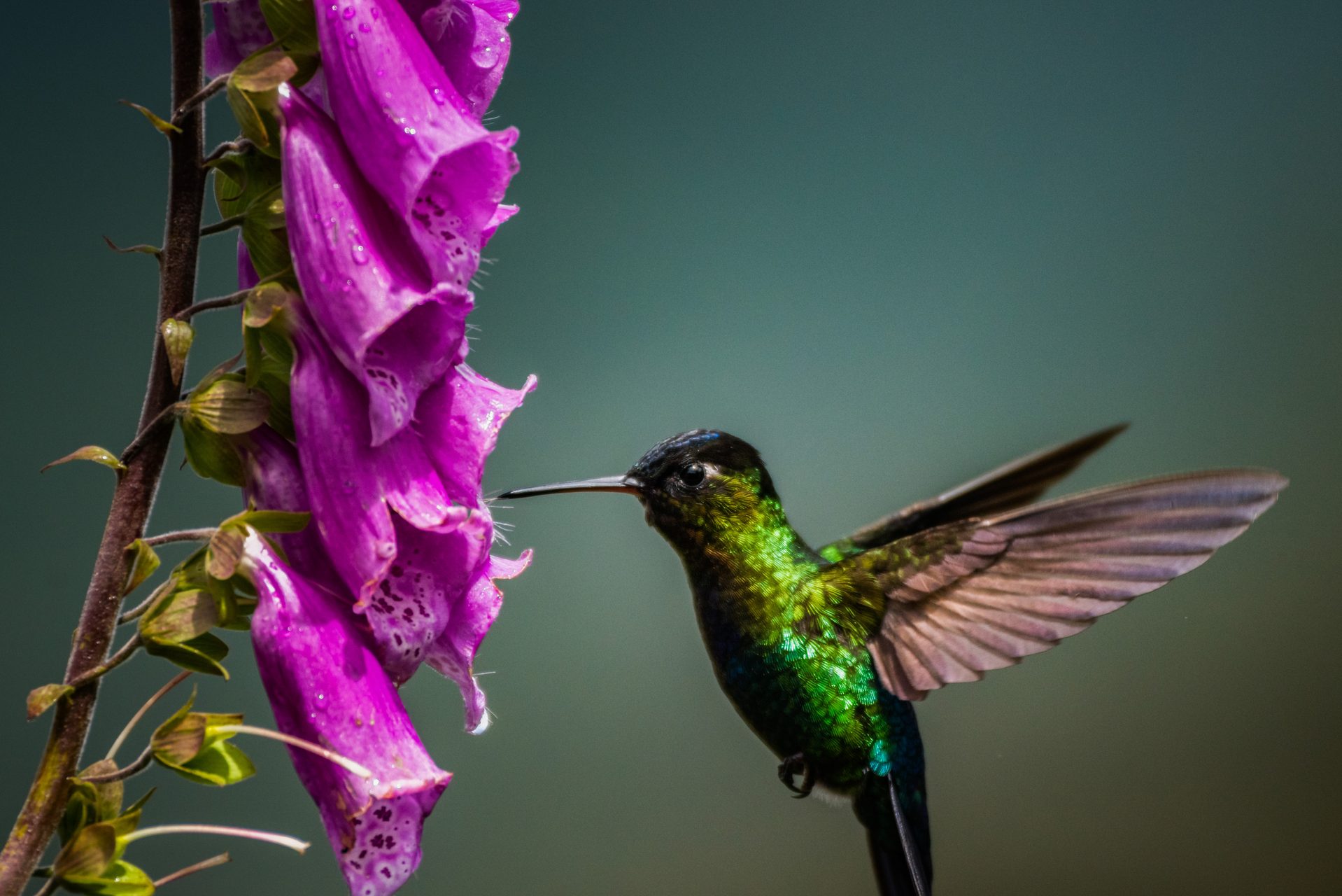 Costa Rica Wildlife Photography Fiery throated Hummingbird Panterpe insignis San Gerardo de Dota San Jose Province Costa Rica 2
