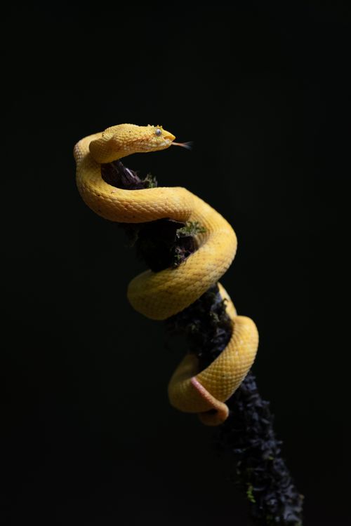 Costa Rica Wildlife Photography 012