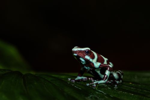 Costa Rica Wildlife Photography 014