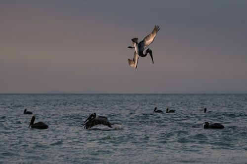Costa Rica Wildlife Photography 024