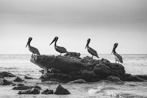 Costa Rica Wildlife Photography 025