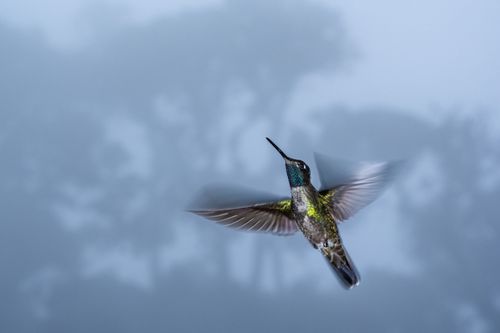 Costa Rica Wildlife Photography 028