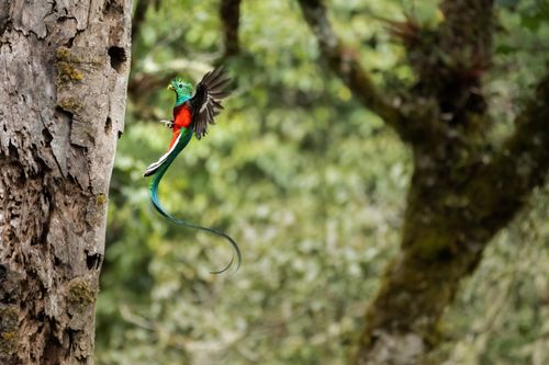 Costa Rica Wildlife Photography 029