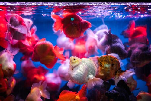 Hong Kong Travel Photography Goldfish market Tung Choi Street North Kowloon Hong Kong China