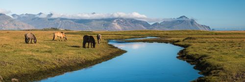 Iceland Landscape Photography Icelandic horses with Vestrahorn behind Iceland