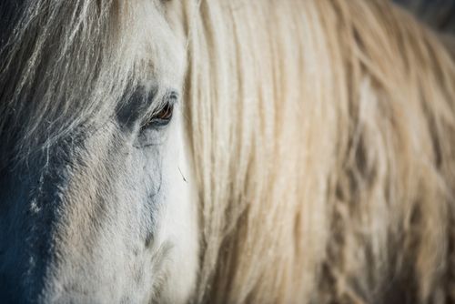 Iceland Travel Photography Icelandic horse also referred to as Icelandic Pony Iceland
