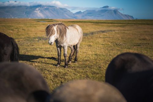 Iceland Travel Photography Portrait of an Icelandic horse aka Icelandic Pony in the Icelandic Mountain landscape Iceland Europe
