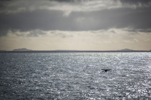 Iceland Wildlife Photography Fluke of a whale at sunset Reykjavik Iceland Europe