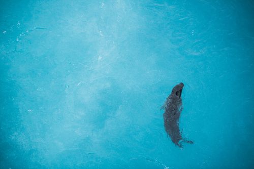 Iceland Wildlife Photography Marine wildlife background with copy space a seal in the blue glacial waters of Jokulsarlon Glacier Lagoon South Region Sudurland Iceland