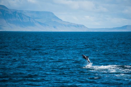 Iceland Wildlife Photography White beaked dolphin Lagenorhynchus albirostris jumping out of the water Reykjavik Iceland Europe background with copy space