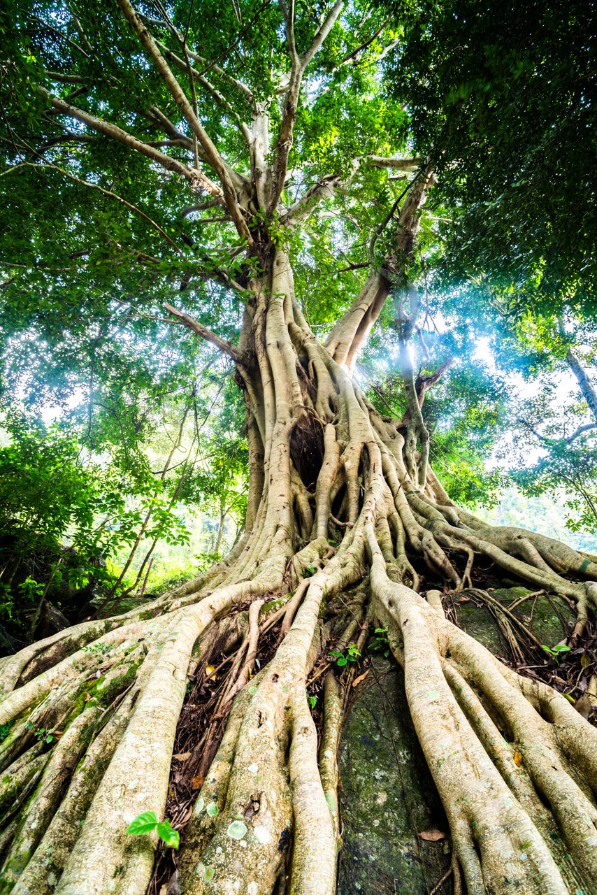 India Landscape Photography Old twisted tree roots Munnar Western Ghats Mountains Kerala India
