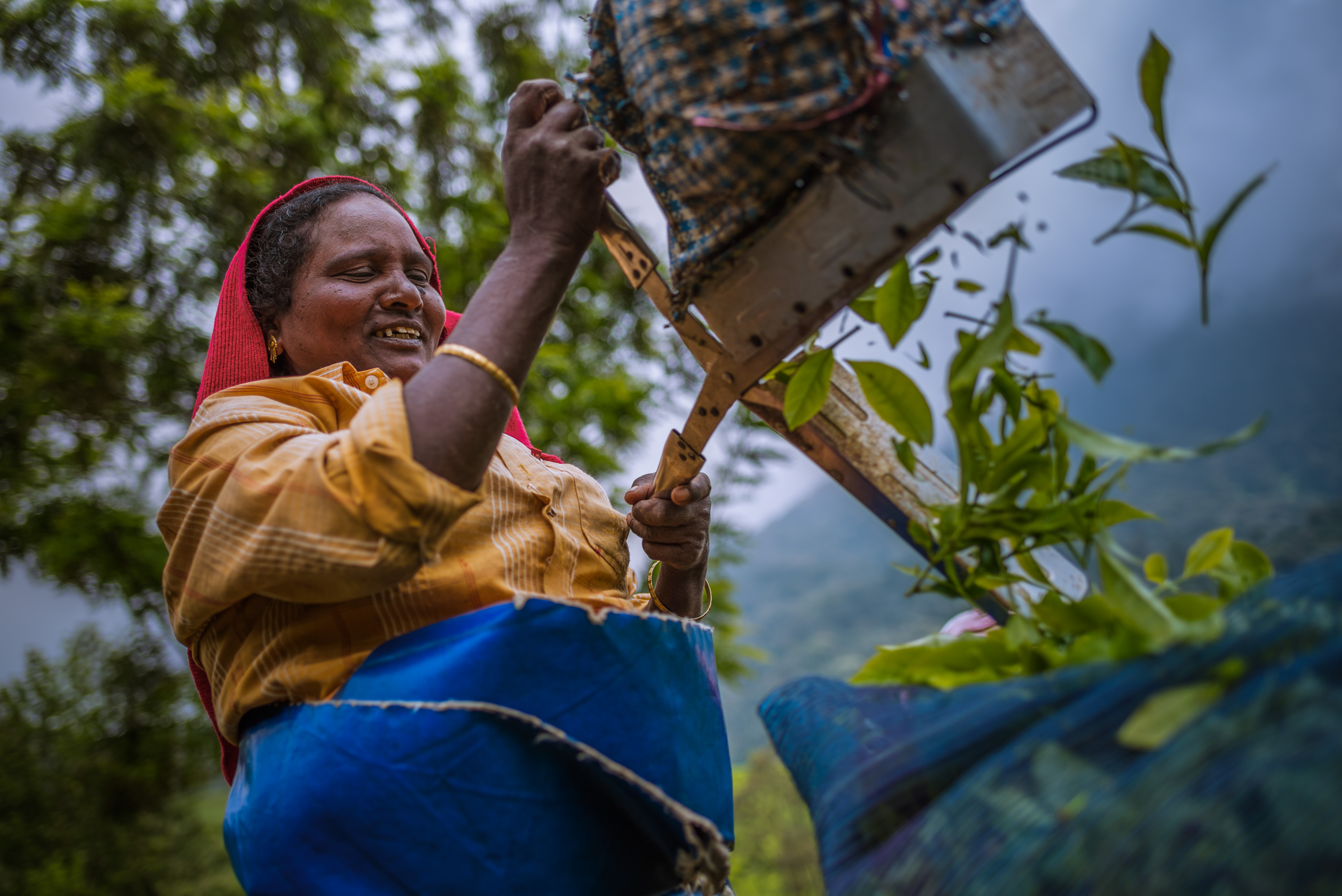 India Travel Street Portraiture Photography Tea pickers picking tea leaves in tea plantations in the mountains landscape at Munnar Western Ghats Mountains Kerala India