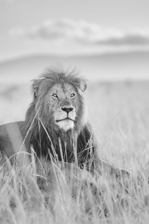 Maasai Mara African Wildlife Photography Prints Limited Edition Fine Art in Kenya Africa 10 2