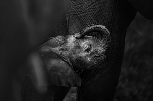 Maasai Mara African Wildlife Photography Prints Limited Edition Fine Art in Kenya Africa 14