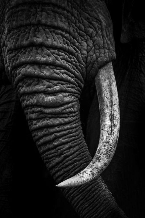 Maasai Mara African Wildlife Photography Prints Limited Edition Fine Art in Kenya Africa 15