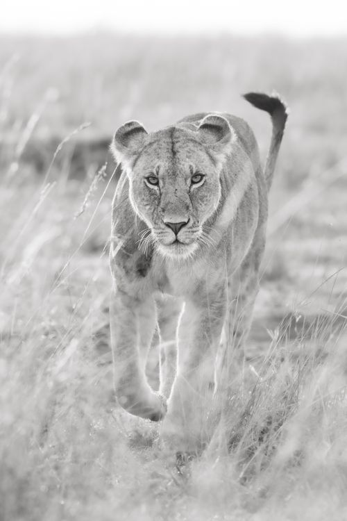 Maasai Mara African Wildlife Photography Prints Limited Edition Fine Art in Kenya Africa 17