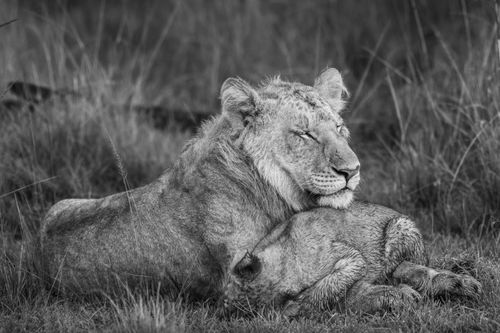 Maasai Mara African Wildlife Photography Prints Limited Edition Fine Art in Kenya Africa 18