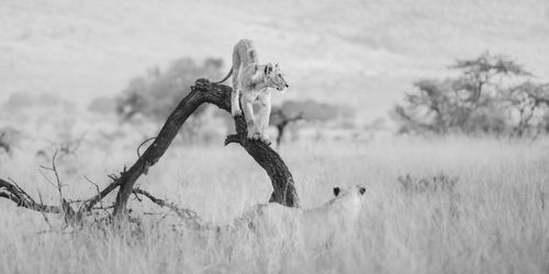 Maasai Mara African Wildlife Photography Prints Limited Edition Fine Art in Kenya Africa 19