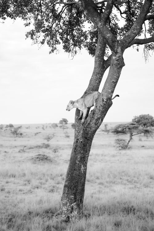 Maasai Mara African Wildlife Photography Prints Limited Edition Fine Art in Kenya Africa 20