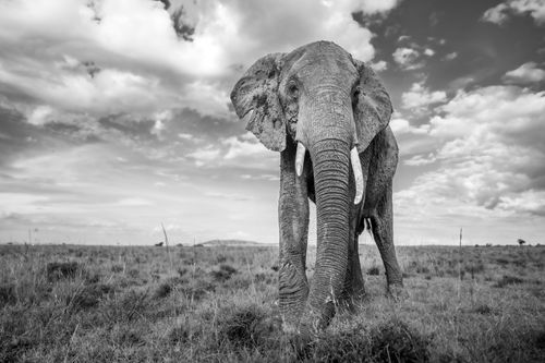 Maasai Mara African Wildlife Photography Prints Limited Edition Fine Art in Kenya Africa 22