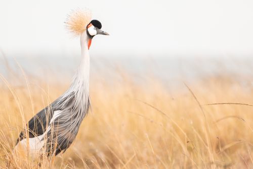 Maasai Mara African Wildlife Photography Prints Limited Edition Fine Art in Kenya Africa 25