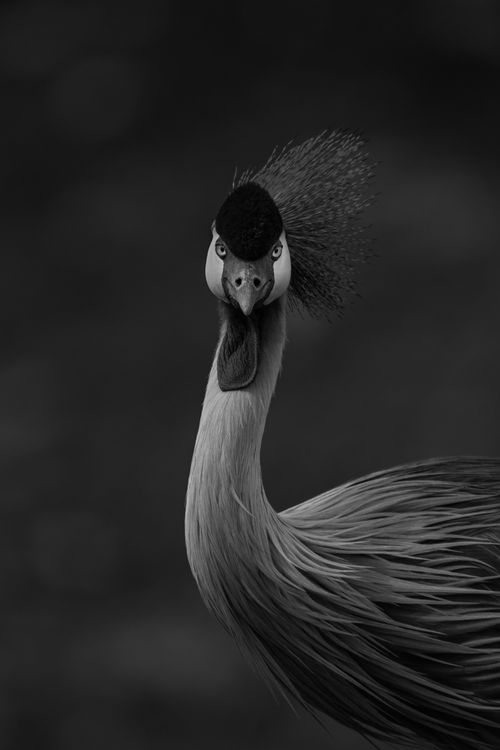 Maasai Mara African Wildlife Photography Prints Limited Edition Fine Art in Kenya Africa 26