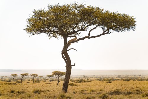 Maasai Mara African Wildlife Photography Prints Limited Edition Fine Art in Kenya Africa 28