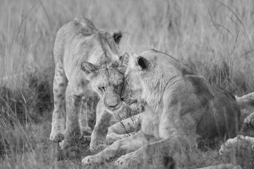 Maasai Mara African Wildlife Photography Prints Limited Edition Fine Art in Kenya Africa 29