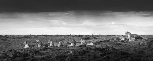 Maasai Mara African Wildlife Photography Prints Limited Edition Fine Art in Kenya Africa 30