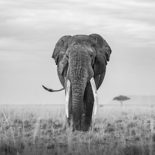 Maasai Mara African Wildlife Photography Prints Limited Edition Fine Art in Kenya Africa 33