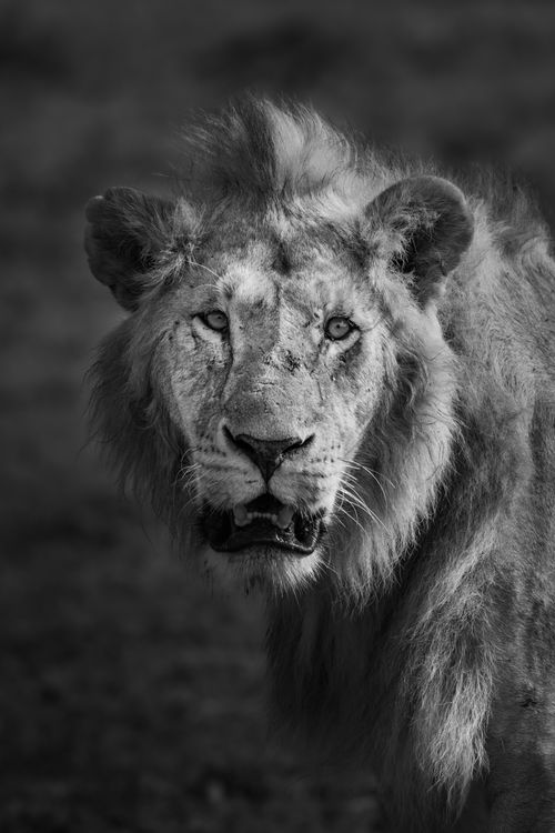 Maasai Mara African Wildlife Photography Prints Limited Edition Fine Art in Kenya Africa 36