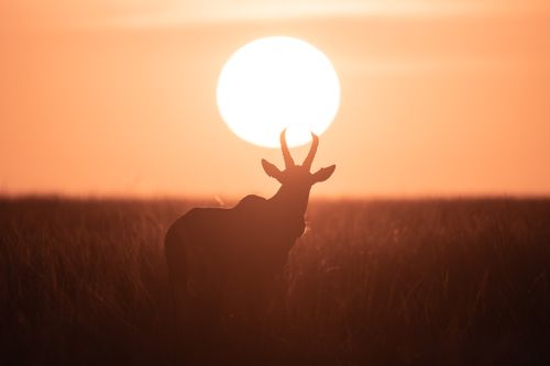 Maasai Mara African Wildlife Photography Prints Limited Edition Fine Art in Kenya Africa 37