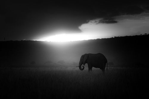 Maasai Mara African Wildlife Photography Prints Limited Edition Fine Art in Kenya Africa 5