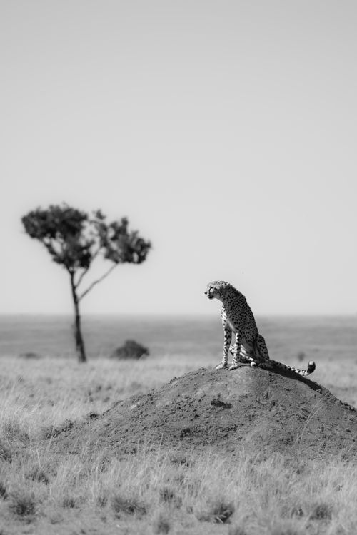 Maasai Mara African Wildlife Photography Prints Limited Edition Fine Art in Kenya Africa 6