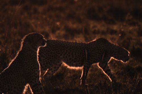 Maasai Mara African Wildlife Photography Prints Limited Edition Fine Art in Kenya Africa 7