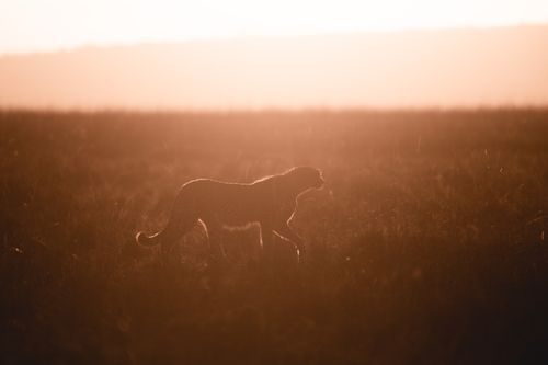 Maasai Mara African Wildlife Photography Prints Limited Edition Fine Art in Kenya Africa 8