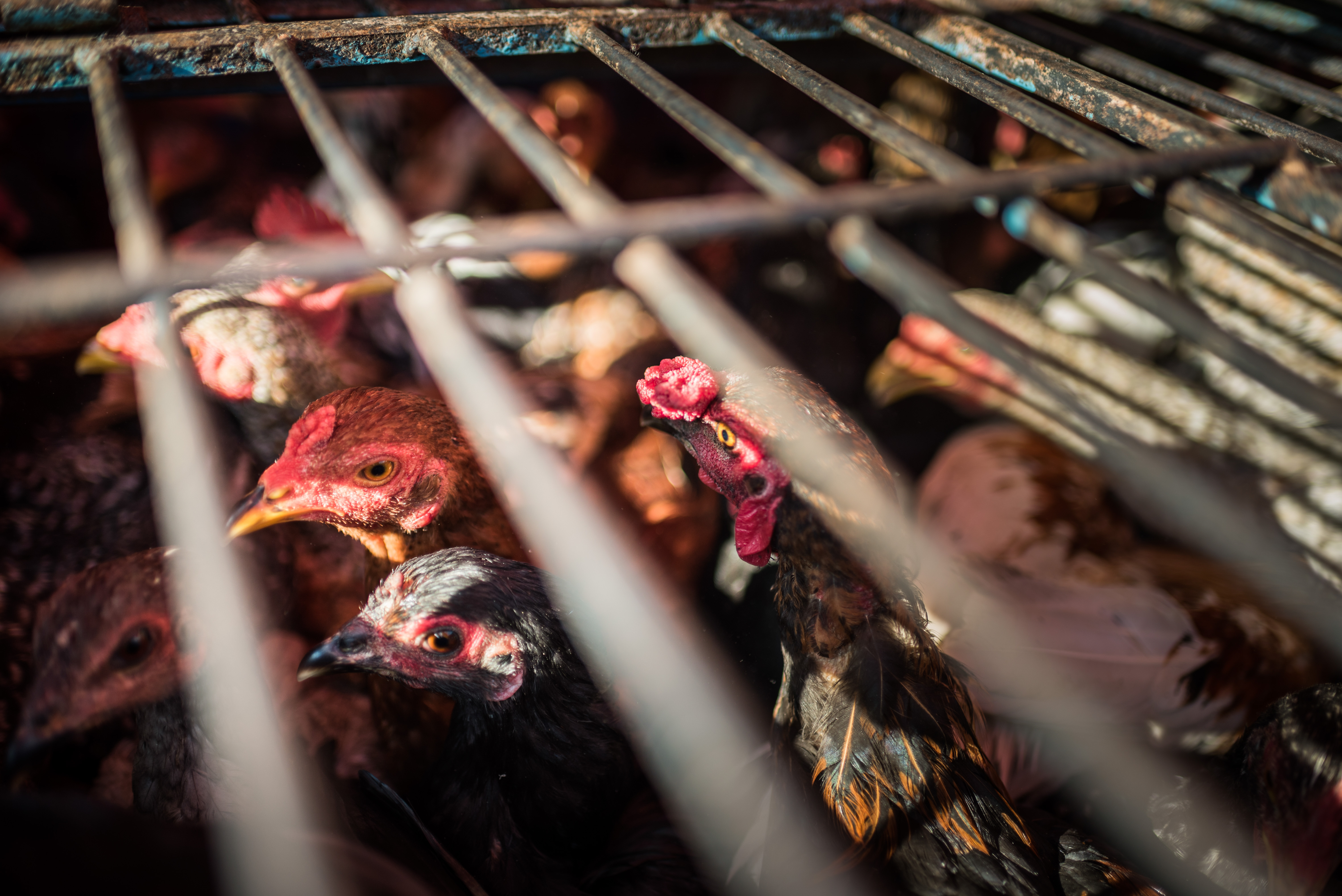 Indonesia Wildlife Photography Chickens for sale in Berastagi Brastagi Market North Sumatra Indonesia Asia