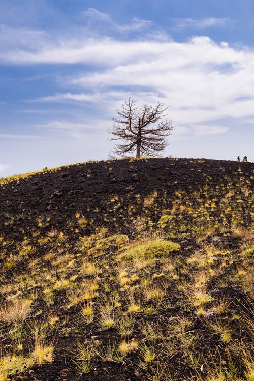 Italy Sicily Travel Photography Mount Etna Volcano dead tree on an old lava flow from an eruption Sicily UNESCO World Heritage Site Italy Europe