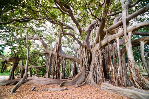 Italy Sicily Travel Photography Palermo Botanical Gardens Orto Botanico a Moreton Bay Fig Tree Banyan Tree Ficus macrophylla Sicily Italy Europe