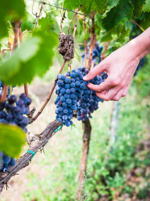 Italy Sicily Travel Photography Tourist picking grapes at a vineyard on Mount Etna Volcano Sicily UNESCO World Heritage Site Italy Europe