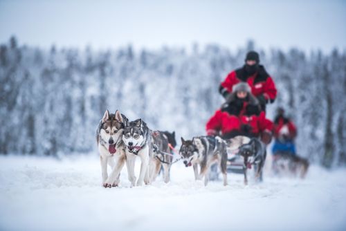 Lapland Finland Adventure Travel Photography Huskies excited to be on a husky dog sledding adventure in the cold snow covered winter landscape Torassieppi Lapland Finland