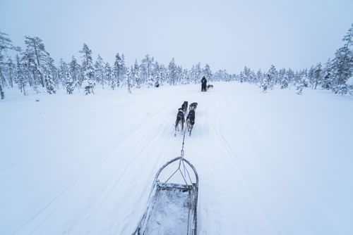 Lapland Finland Adventure Travel Photography Husky dog sledding adventure on vacation on a frozen icy snow covered lake in winter in the Lapland landscape in a forest in Finland