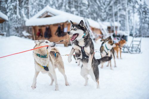 Lapland Finland Adventure Travel Photography Husky dog sledding farm Torassieppi Finnish Lapland Finland