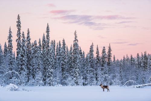 Lapland Finland Landscape Photography Reindeer at Christmas in the frozen cold snow covered winter landscape in Lapland in Finland