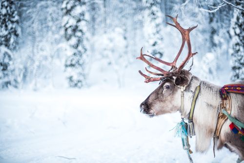 Lapland Finland Travel Photography Akaslompolo Finnish Lapland Finland