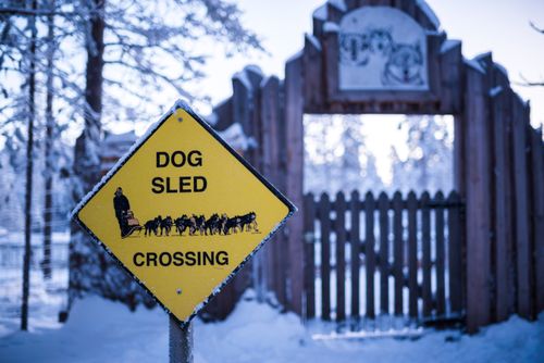 Lapland Finland Travel Photography Funny dog sled crossing sign in Lapland Arctic Circle Finland Europe