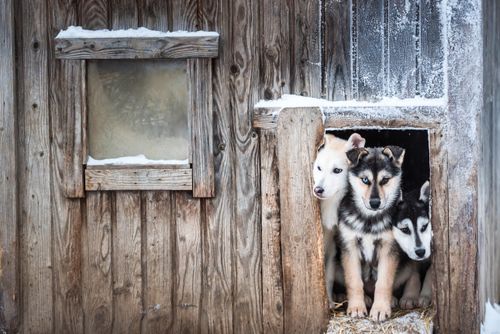 Lapland Finland Travel Photography Husky dog sledding farm Torassieppi Finnish Lapland Finland 2