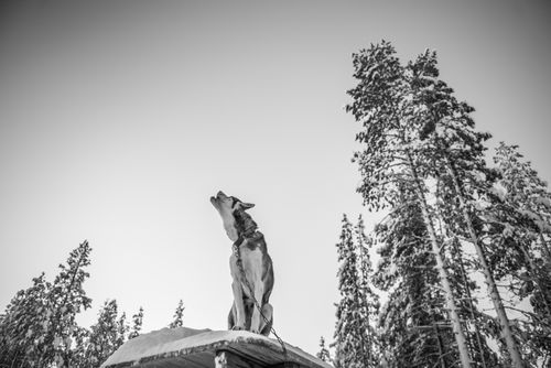 Lapland Finland Travel Photography Husky dog sledding farm Torassieppi Finnish Lapland Finland 4